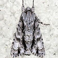 Acronicta beameri