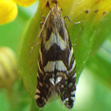 Glyphipterix californiae