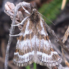 Catoptria trichostomus