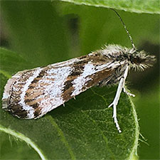 Catoptria trichostomus