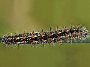 Acronicta insularis