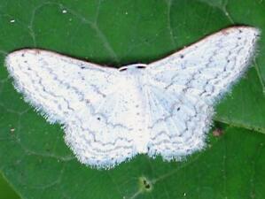 Idaea tacturata