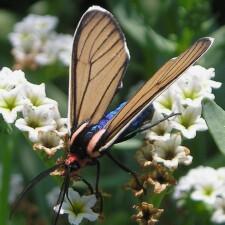 Ctenucha brunnea