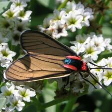 Ctenucha brunnea