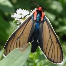 Ctenucha brunnea