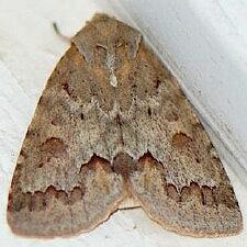 Acronicta betulae