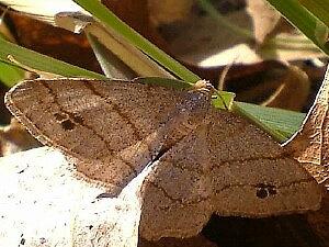 Trigrammia quadrinotaria