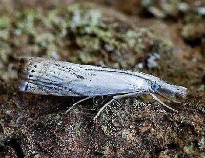 Crambus albellus