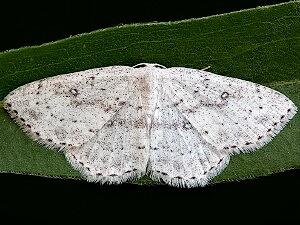 Cyclophora pendulinaria