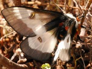 Hemileuca nevadensis