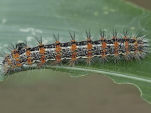 Acronicta insularis