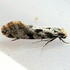 Nemapogon granella