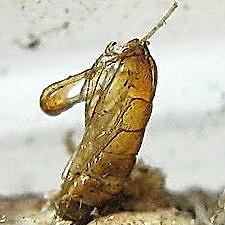 Nemapogon granella