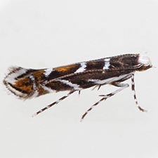 Parectopa robiniella