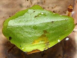 Elophila obliteralis