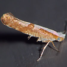 Argyresthia pruniella