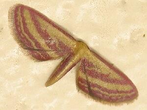 Leptostales laevitaria