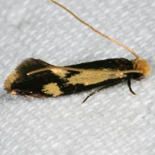 Isocorypha mediostriatella