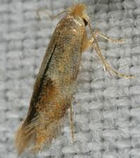 Bucculatrix sp.