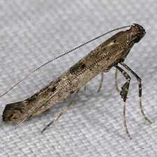 Caloptilia populetorum