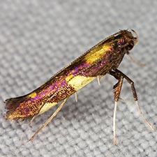 Caloptilia vacciniella