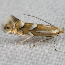 Phyllonorycter ledella