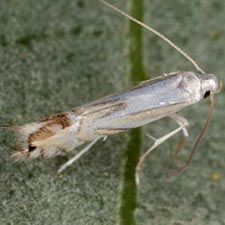 Phyllocnistis liriodendronella