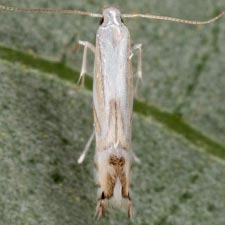 Phyllocnistis liriodendronella