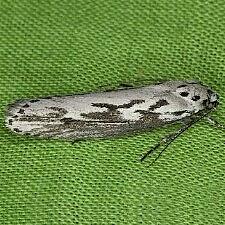 Ethmia semitenebrella