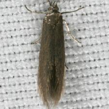 Coleophora laricella