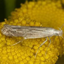 Isophrictis striatella