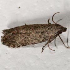 Battaristis pasadenae