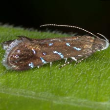 Strobisia iridipennella