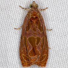 Olethreutes nitidana