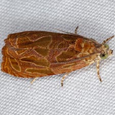 Olethreutes nitidana