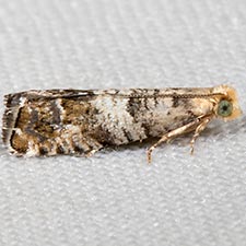 Epinotia meritana