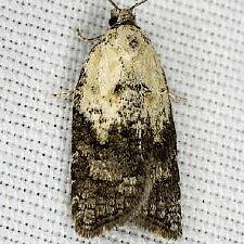 Acleris fragariana