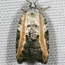 Acleris variana