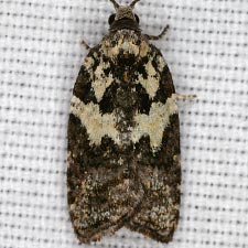 Acleris variana