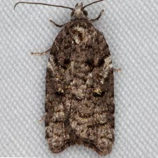 Acleris variana