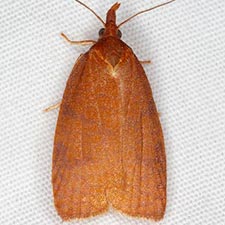 Cenopis directana