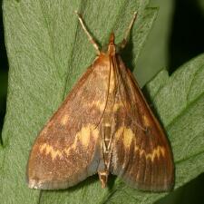 Ostrinia nubilalis