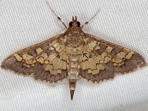 Diacme adipaloides