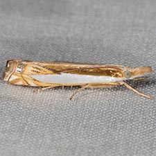 Crambus cyrilellus