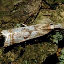 Microcrambus elegans