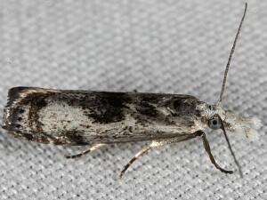 Microcrambus minor