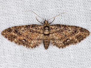 Eupithecia columbiata