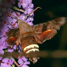 Amphion floridensis