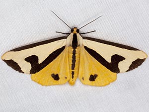 Haploa clymene