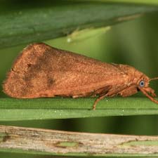 Virbia ferruginosa